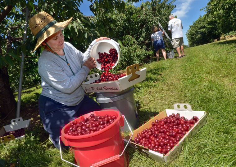 Cherry Hill Orchard opens for brief cherry harvest season Local News