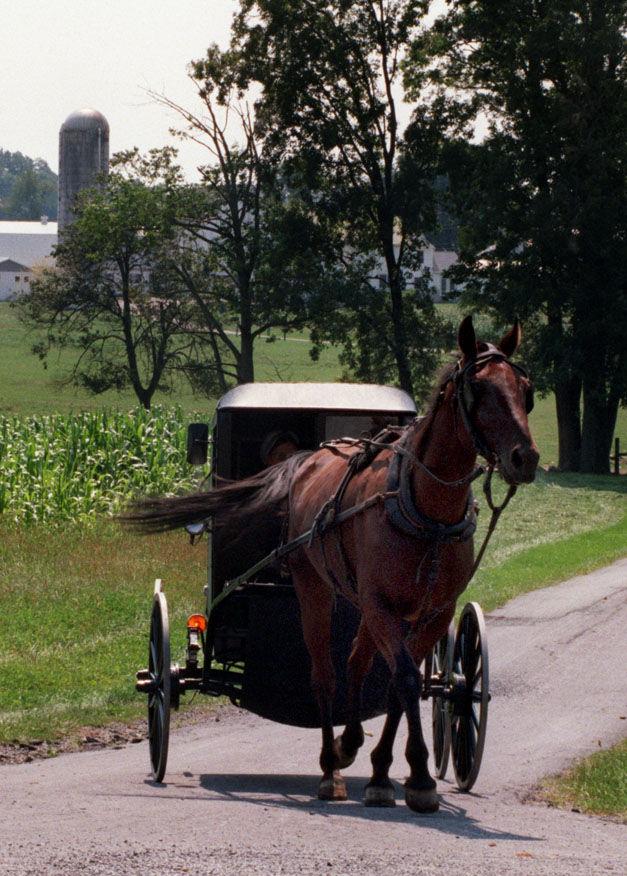 Here's why Amish buggies don't need to be licensed in Pennsylvania, but