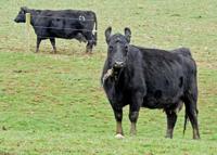 'There is nothing we can do': Farmers wary of growing uncertainty as COVID-19 rises again