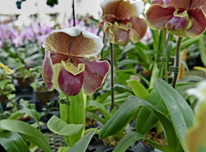 Little Brook Orchids grows into a center of prizewinning blooms Home