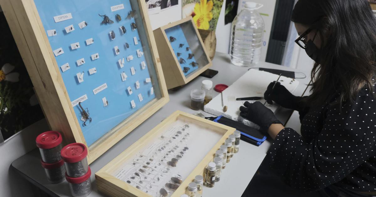 Tecnología al Rescate: México Utiliza Ciencia y Drones para Encontrar a Desaparecidos