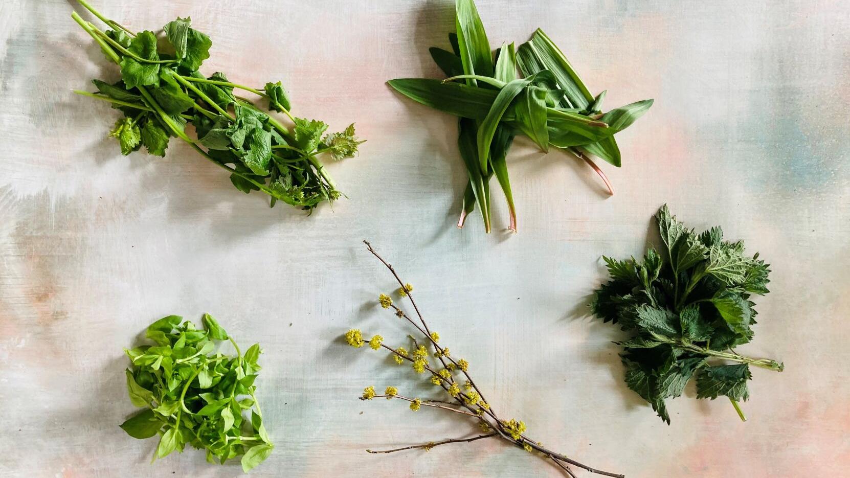 5 local plants to safely forage and cook this spring - Vimarsana News