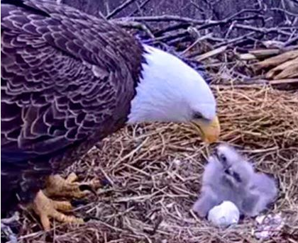 Eagle Cam: second eaglet hatched | Local News | lancasteronline.com