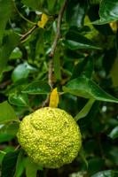 Hunting for Osage oranges — and 'befriending' trees —  is an annual tradition [column]