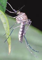 State suspects first 2020 West Nile patient, mosquito season to begin in Lancaster County