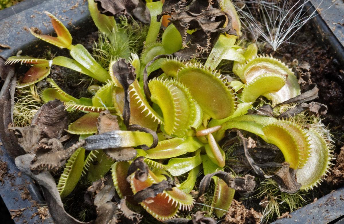 His houseplants bite back A Millersville student nurtures