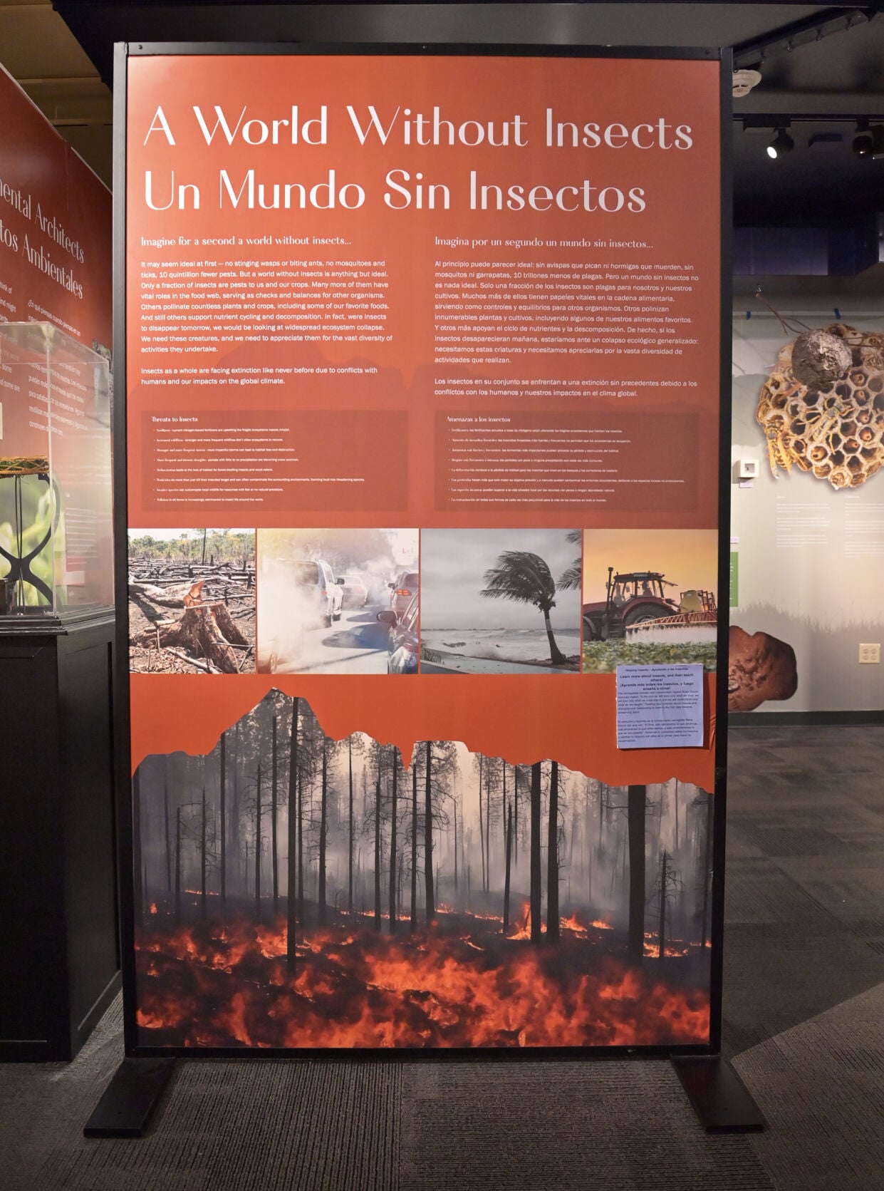 North Museum's newest exhibition is all about bugs [photos ...