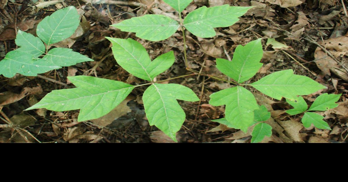 If you're itching to get rid of poison ivy in your yard, wait
