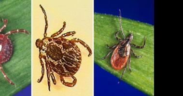 Pennsylvania leads U.S. in Lyme disease cases again - Vimarsana News