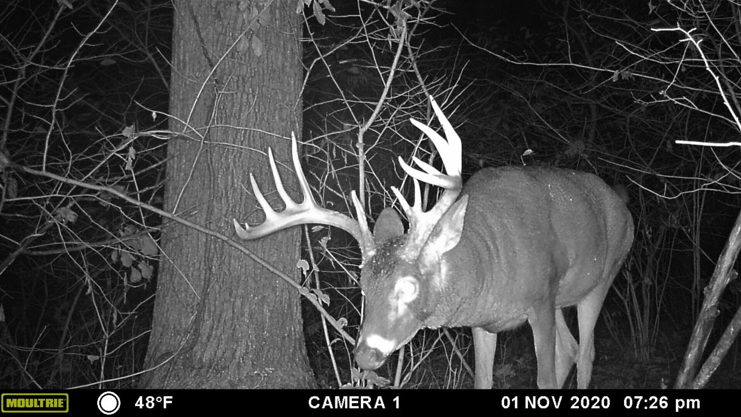 PA 2020 buck kill and license sales; 2021 elk license breakdown; deer