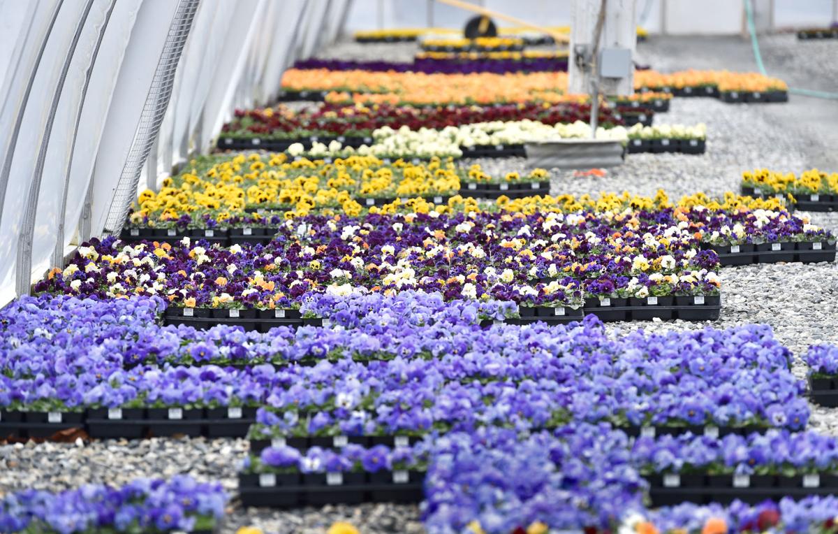 Miller's Greenhouse 16.jpg