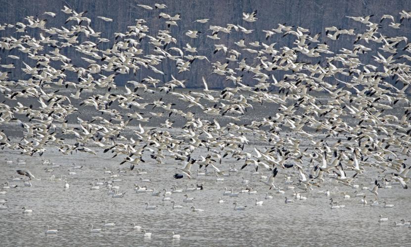 Middle Creek snow geese