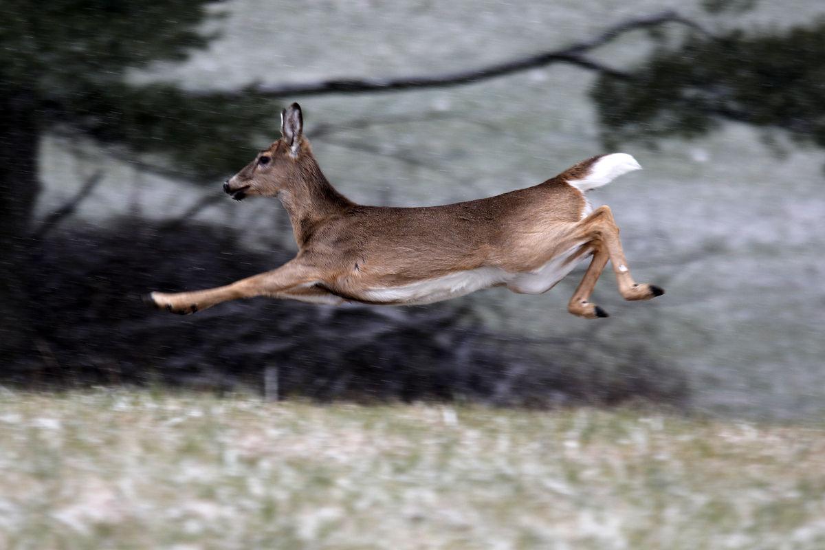 Deer, elk herds could be at risk after 1st wild deer found with chronic ...
