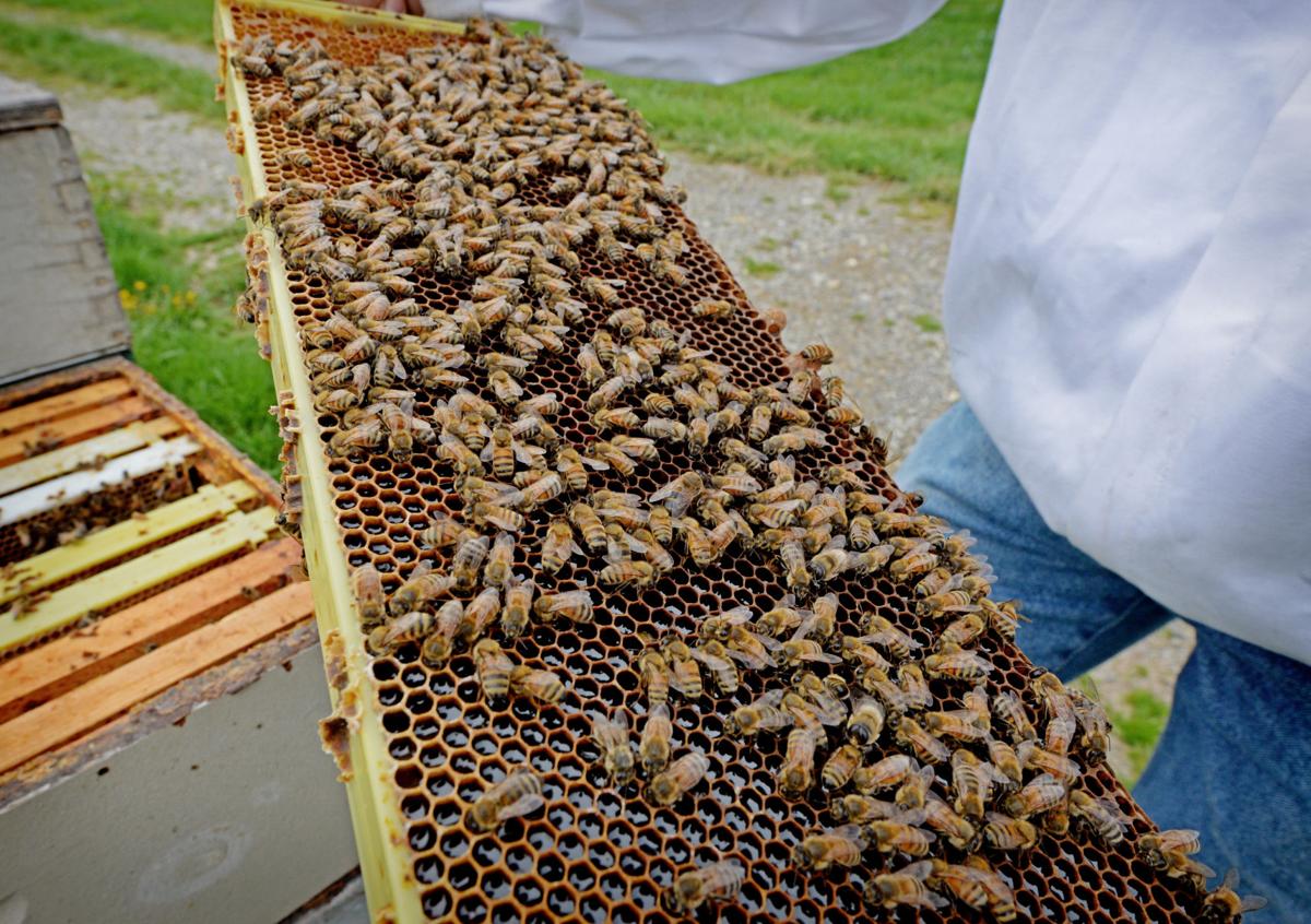 Hivesforhire Worker bees pollinate crops in Lancaster County Home