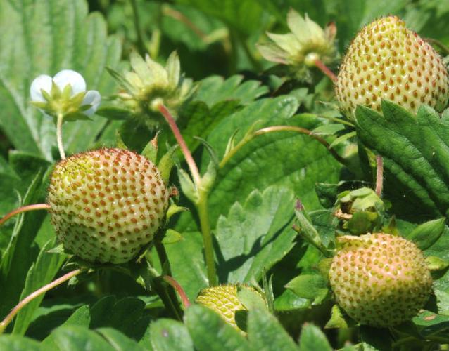 Strawberries ripe for picking — despite long winter, wet spring Local