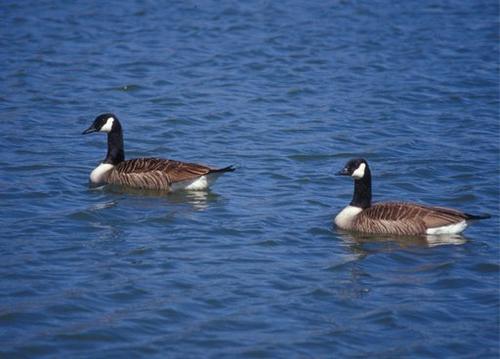 Canada goose outlet quebec zone