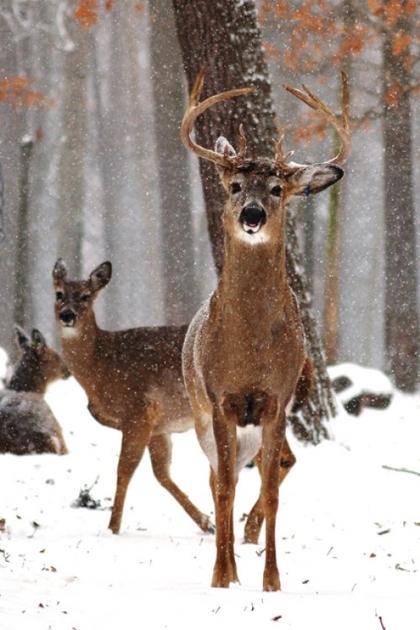 Deer Hunters Share Their Thoughts On The State Of Hunting In Pennsylvania Sports Lancasteronline Com