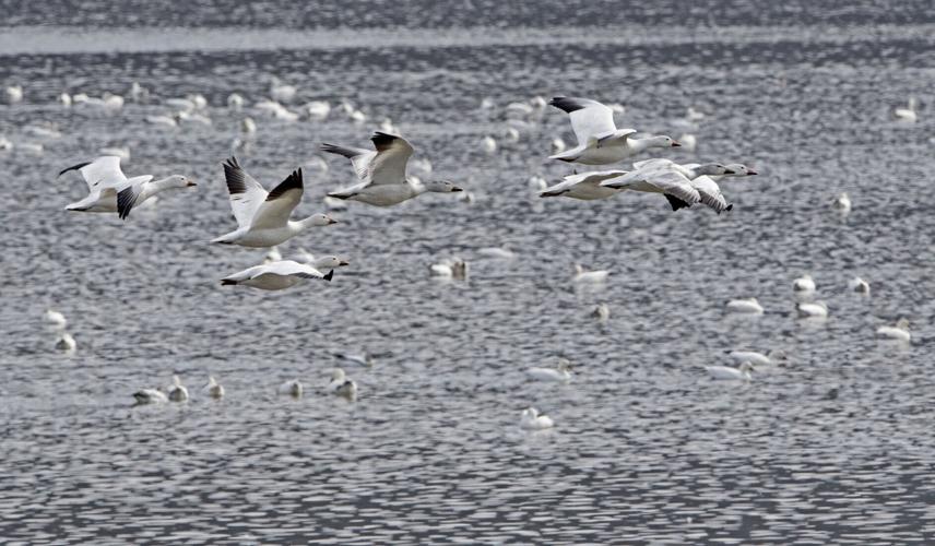 Middle Creek snow geese