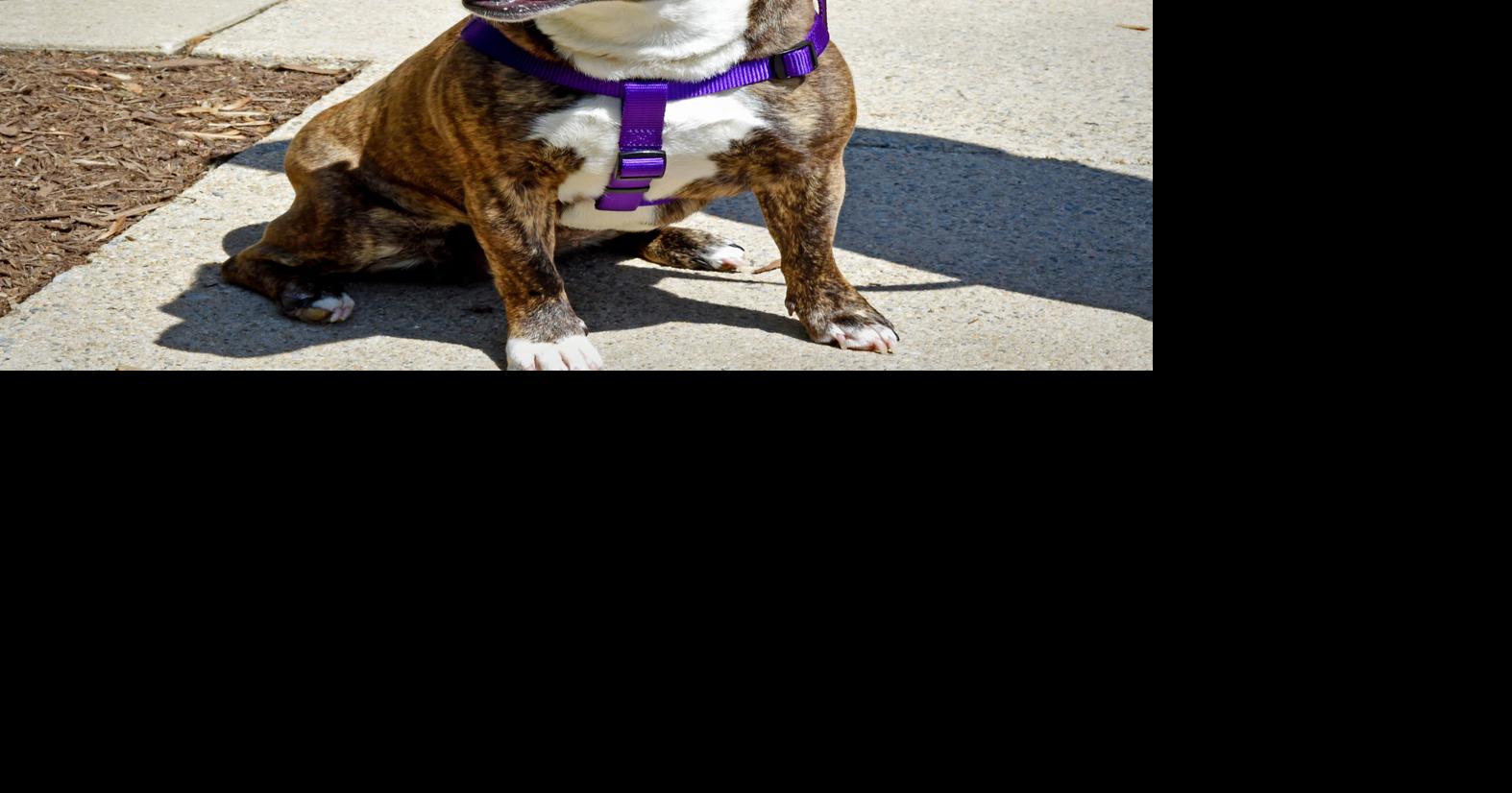 Pet Of The Week Adopt Tink An English Bulldog Jack Russell Terrier Mix Local News Lancasteronline Com