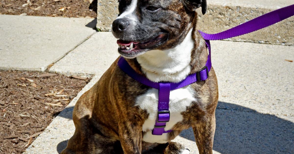 Pet Of The Week Adopt Tink An English Bulldog Jack Russell Terrier Mix Local News Lancasteronline Com Pet Of The Week Adopt Tink An English Bulldog Jack Russell Terrier Mix Local News Lancasteronline Com