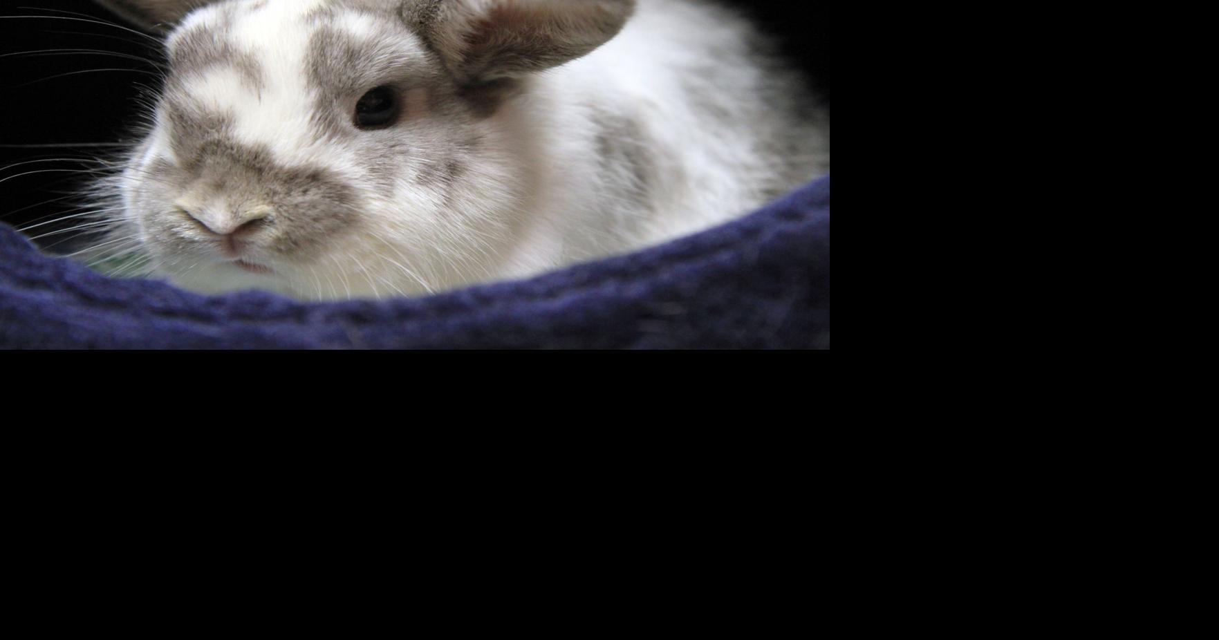 PET OF THE WEEK Bunny soaks up attention Life & Culture