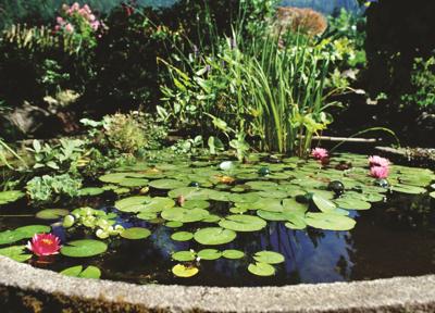 Make a splash with a water garden | Springhomes | lancasteronline.com