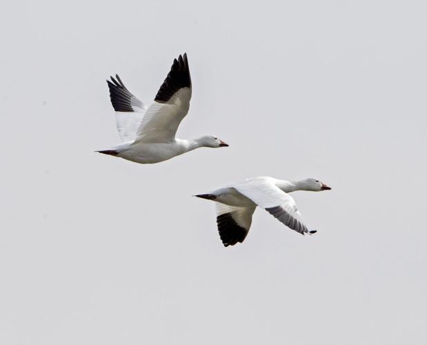 Middle Creek snow geese