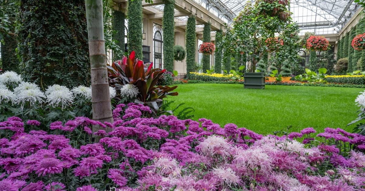 This fall flower show has 73 kinds of chrysanthemums plus 7 special