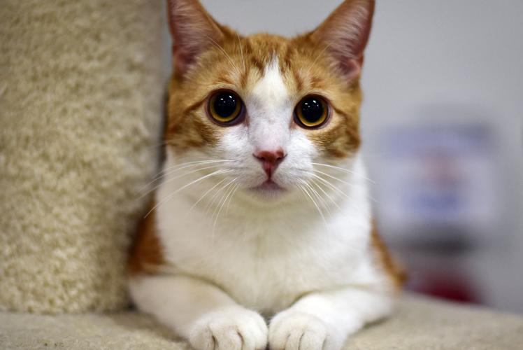 PET OF THE WEEK Playful Duke is looking for his new best friend Life