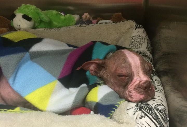 guilty boston terrier