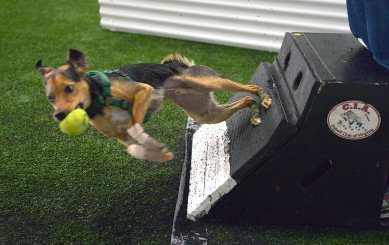 Flyball On your bark...! It's a dog's day at local flyball competition | Local ...