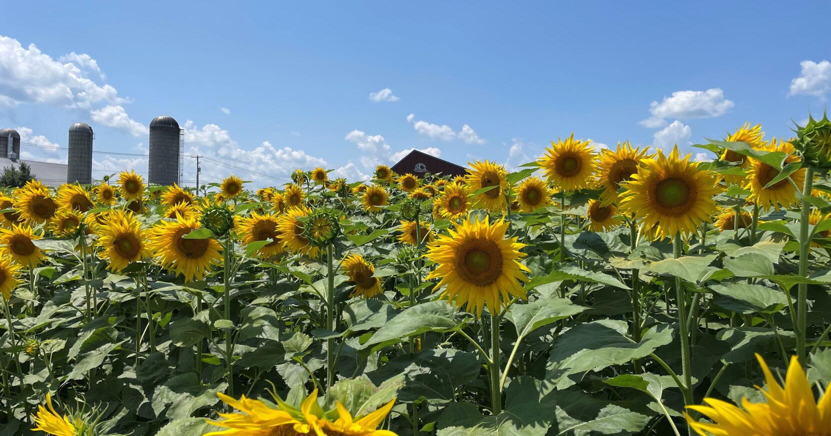 Where to find 10 sunflower fields in the Lancaster County region - Vimarsana News
