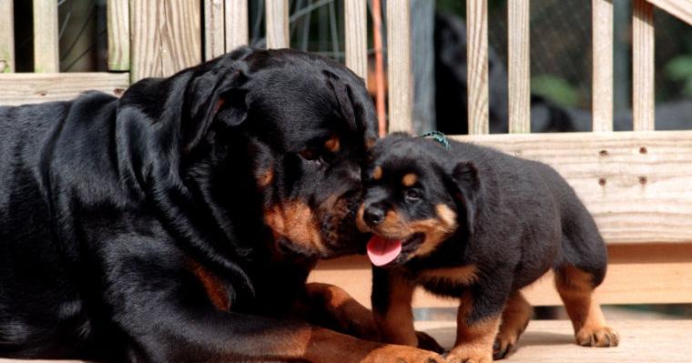 Longtime Rapho Township dog-breeding kennel finally operating legally