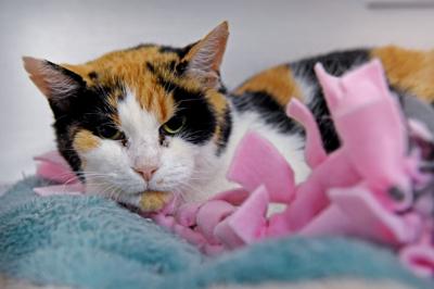 Pet Of The Week Adopt Lindsay A 12 Year Old Calico Local News