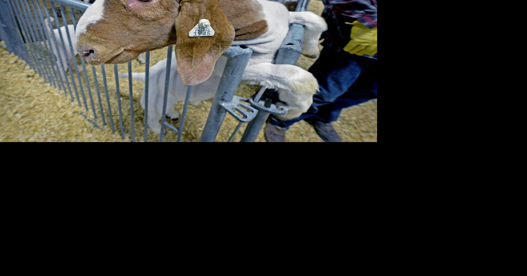 Pennsylvania Farm Show 2021 When it starts and how to watch Life