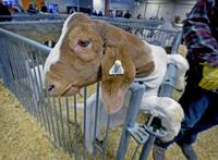 Pennsylvania Farm Show 2021: When it starts and how to watch