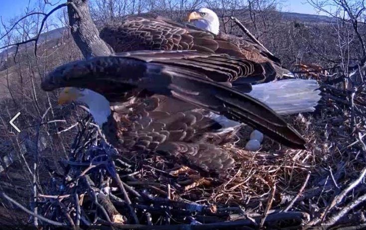 The Eagle Cam Eggs Are About To Hatch; Here Is What You Will See 