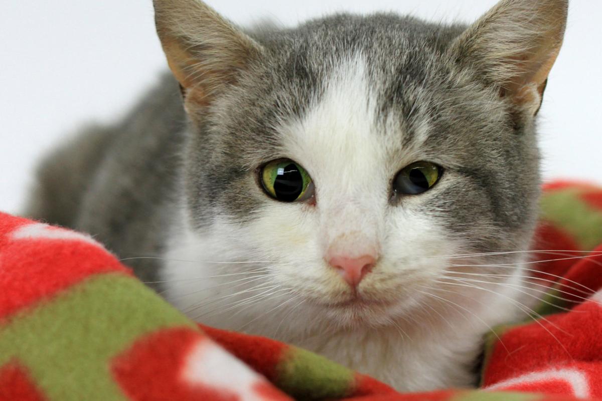 PET OF THE WEEK SusieQ will always be true Food + Living