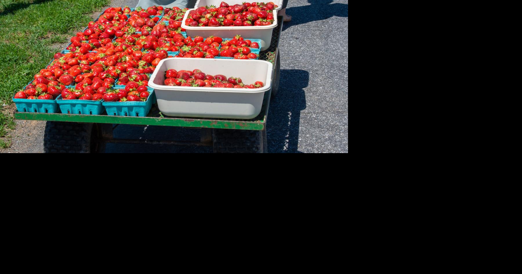 Annual Strawberry Social is a labor of love for Kirkwood church; event returns Saturday