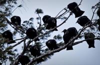 Destructive black vultures damage roofs, bedevil homeowners in Marietta
