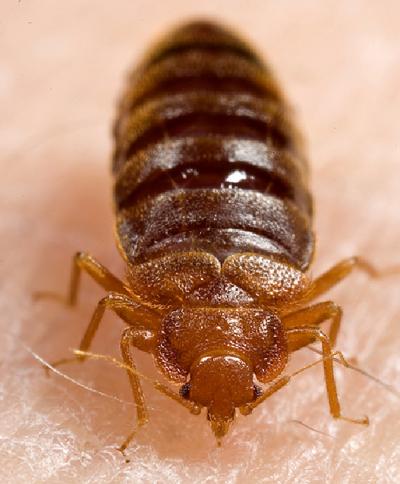 Bedbugs Are Here News Lancasteronline Com