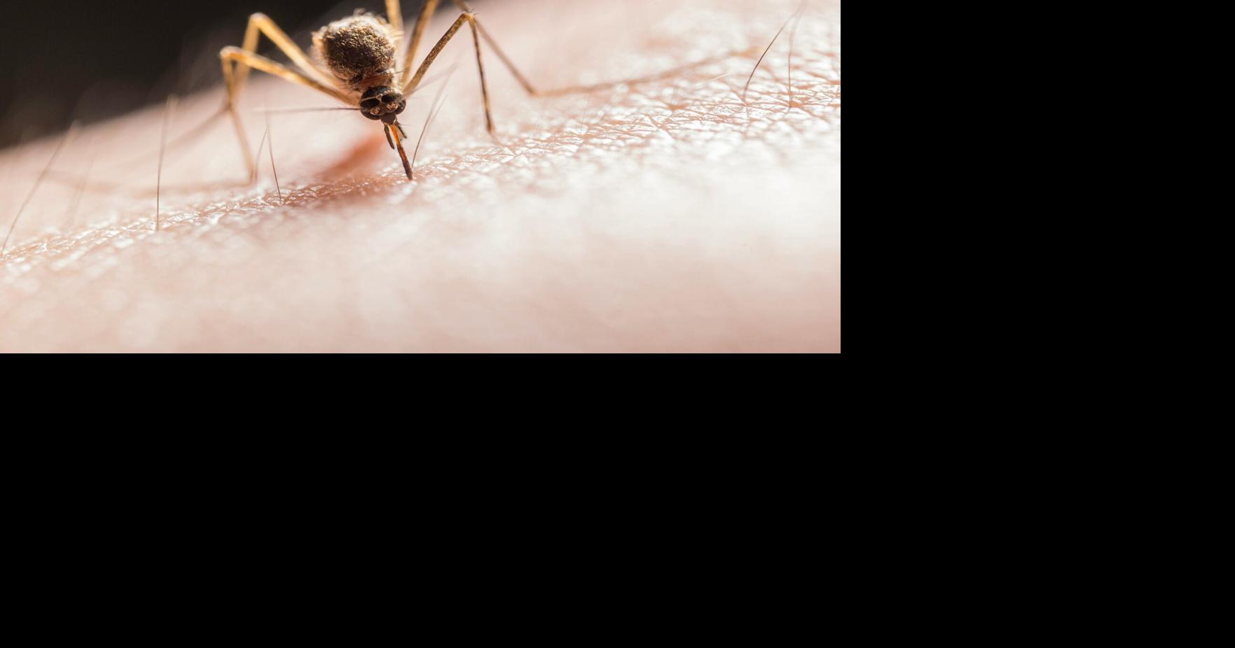New case of mosquito-borne West Nile virus found in Lancaster County – LancasterOnline