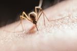 Lancaster County has most West Nile cases in Pa. this year; here are possible factors