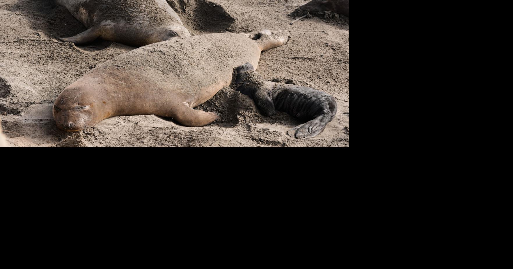 Bird Flu Outbreak Closes Elephant Seal Tours at Año Nuevo State Park