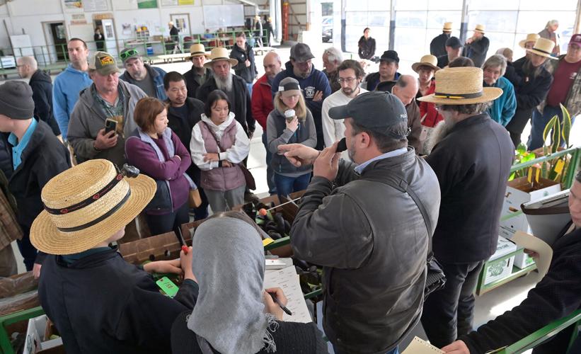Oxford Produce Auction sells straw, hay and produce [photos