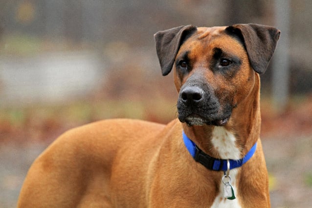 Giv rettigheder Armstrong kind Anchor your heart to this Lab/boxer mix | News | lancasteronline.com