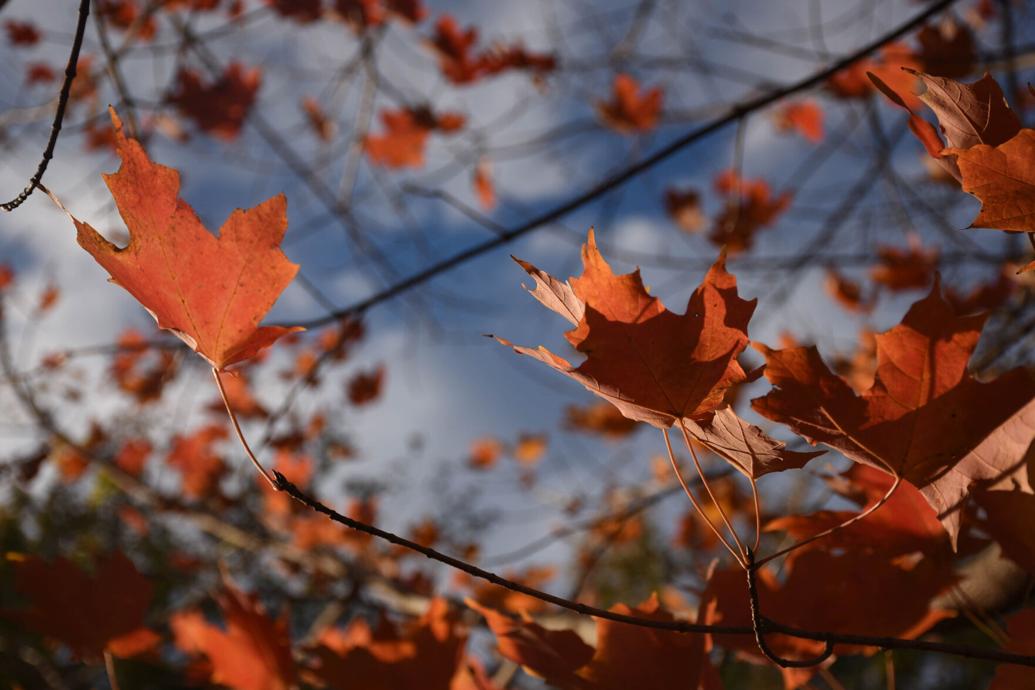 Here’s when to expect peak fall foliage in Lancaster County Local News
