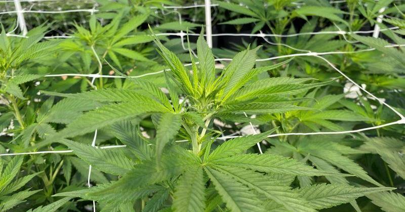 Lancaster Republican Lawmakers will likely reject recreational marijuana proposals, but a local Democrat says 'the time for legalization is now' | PA Power and Policy - Vimarsana News