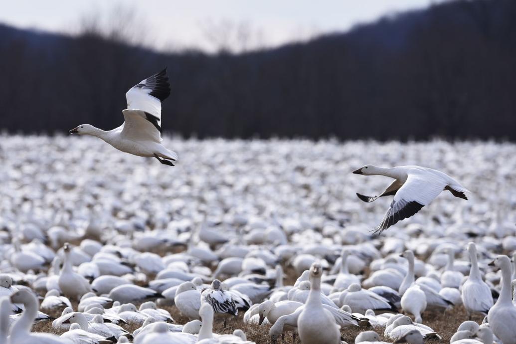 How do migratory snow geese at Middle Creek know when to stop and to fly again