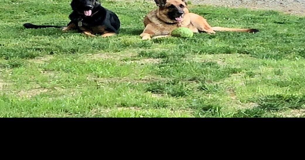 Two dogs shot, one killed, leaves two Holtwood families shocked Local